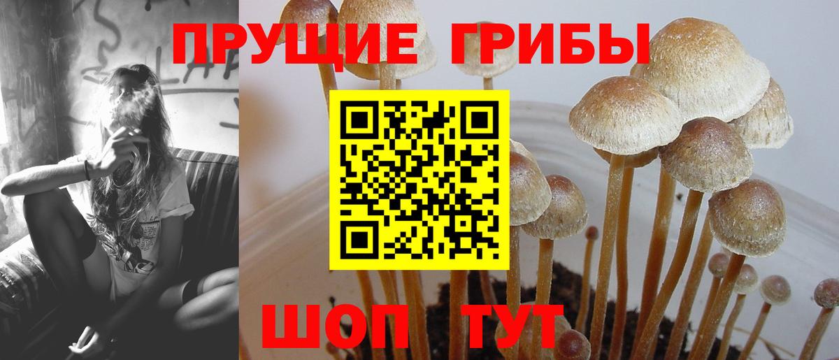 Галлюциногенные грибы Psilocybe  Вход с VPN  Псилоцибиновые грибы мицелий  Уссурийск 
